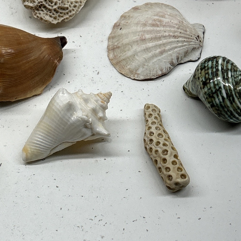 Mixed Seashell Collection Lot Conch Scallop Assorted Coastal‎ Decor - Picture 12 of 16